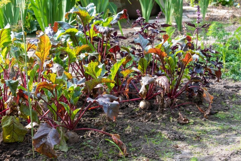 Jak ochronić letni ogród przed chorobami i szkodnikami?
