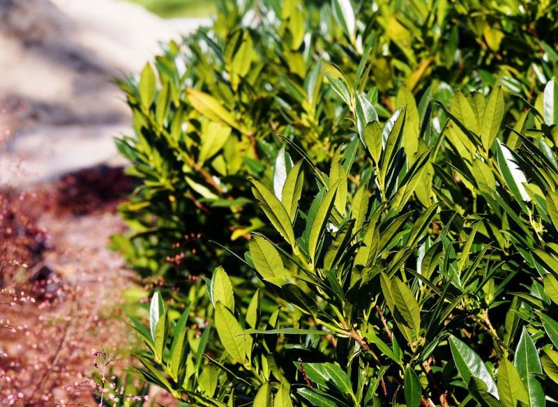 Otto Luyken to odmiana karłowa laurowiśni wschodniej.
