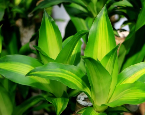 Jedna z najciekawszych roślin doniczkowych – dracena wonna