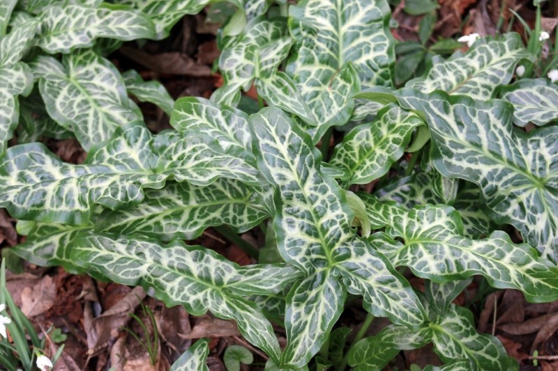 jak uprawiać obrazki włoskie