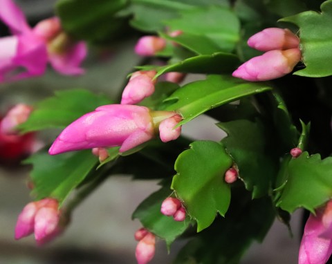 Jak rozmnożyć grudnika? Wybierz dobry moment, by mieć więcej sadzonek