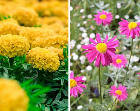 Najlepsze kwiaty do ogrodu dla cierpiących na katar sienny. Jakich kwiatów nie powinni sadzić alergicy?