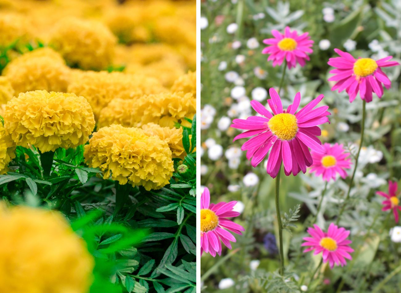  Najlepsze kwiaty do sadzenia w ogrodzie dla alergików. Oszczędzą ci kataru i kichania