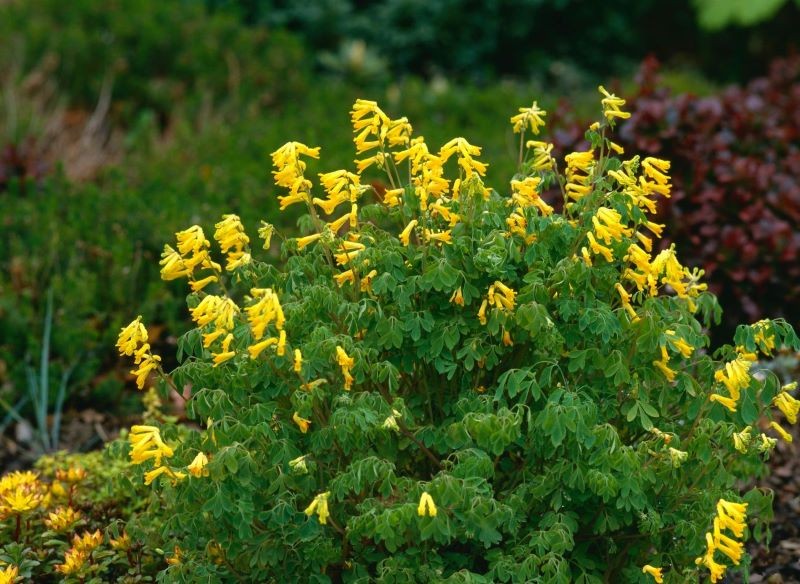 Kokorycz żółta (Corydalis lutea)