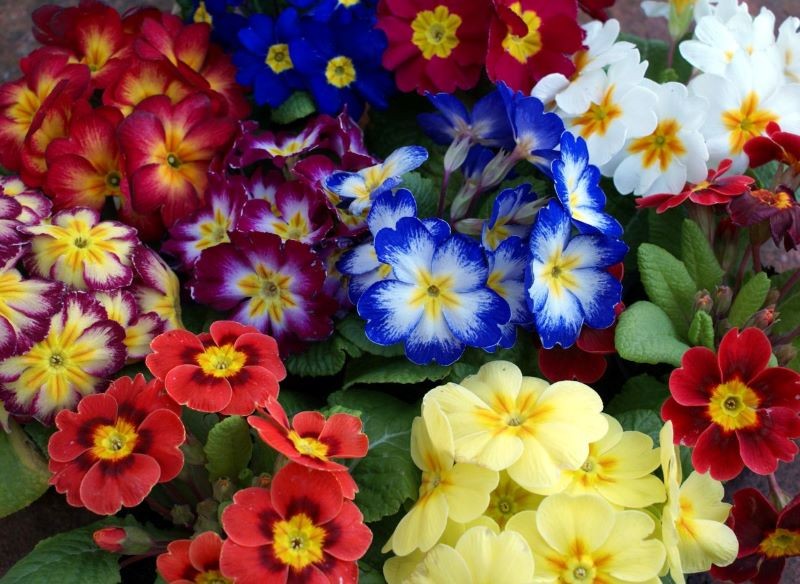 Pierwiosnki występują w wielu ciekawych kolorach.