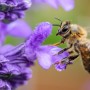 Ogród, Pożyteczne pszczoły
