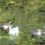 Pozostałe, Odkurzone foto - Park Czartoryskich w Puławach z zabytkami, ale teraz letnią porą. Widok ze skarpy na starą łachę wiślaną i pływające łabędzie.