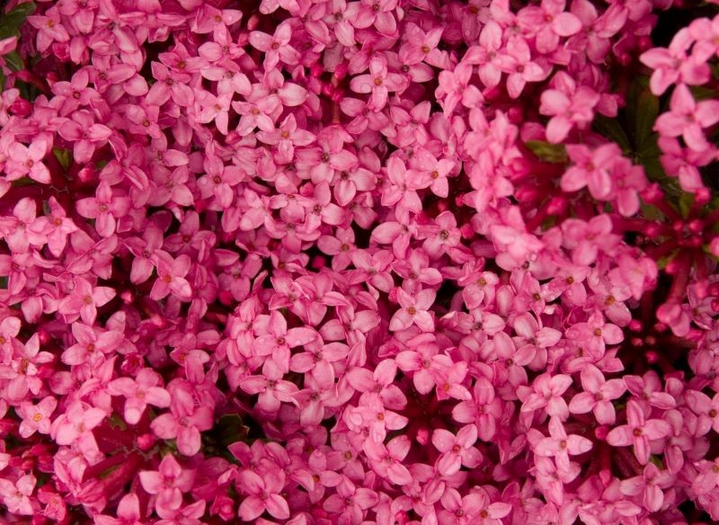 Dziko rosnący wawrzynek główkowy należy do roślin objętych ochroną.