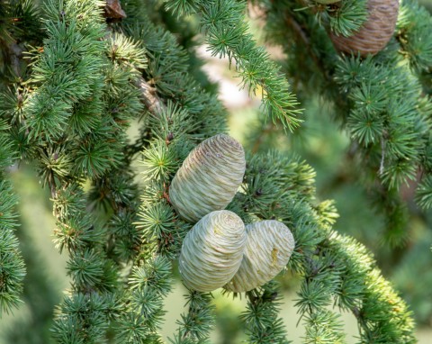 Cedr himalajski (Cedrus deodara)