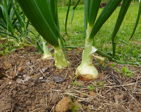 Czym nawozić cebulę w lipcu? Zastosuj domowy nawóz, główki będą zdrowe i ogromne