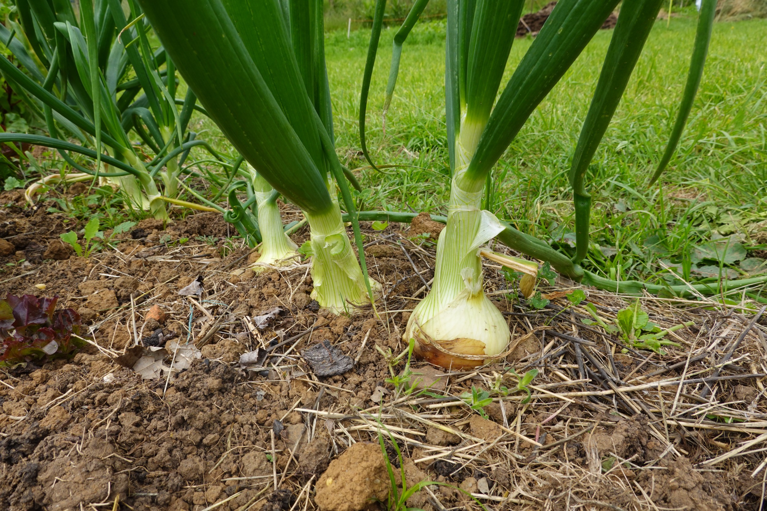  Moje cebule mają już 6 cm średnicy. To dzięki nawozowi, którym je podkarmiam