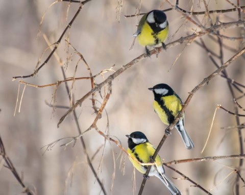 Dlaczego ptaki nie przylatują do karmnika? Zabezpiecz jedną rzecz, szybko się zlecą