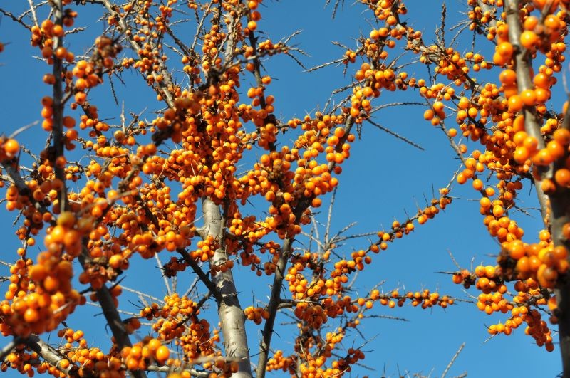 Owoce rokitnika są skarbnicą zdrowia, dlatego warto mieć ten krzew w ogrodzie.