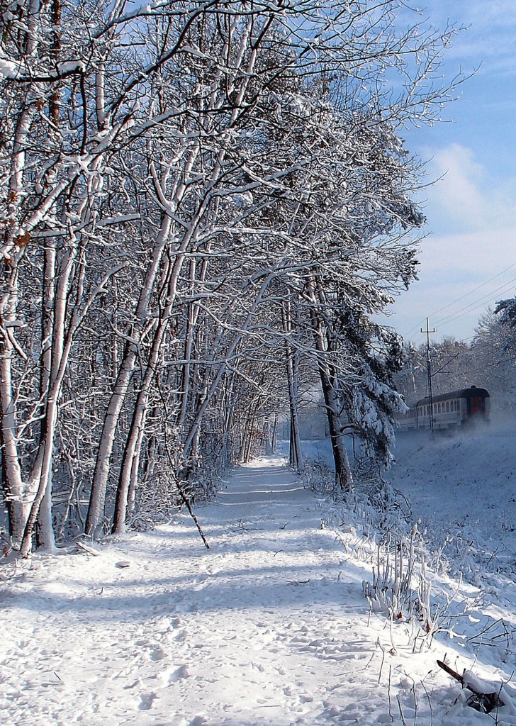 Pozostałe, Las zimowy - pojechał do W-wy, albo Krakowa