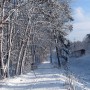 Pozostałe, Las zimowy - pojechał do W-wy, albo Krakowa