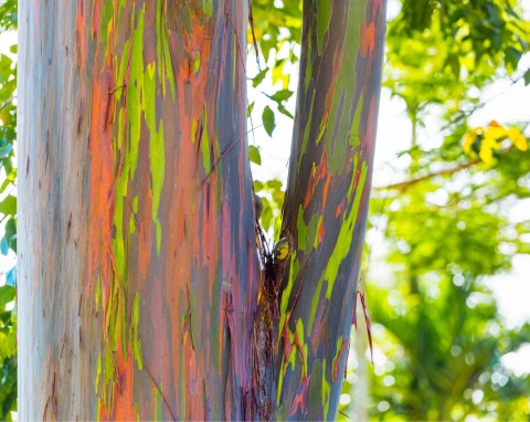 Eukaliptus tęczowy (Eucalyptus deglupta)