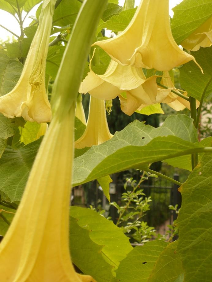 Pozostałe, Wrzesień w ogrodzie ............... - .............i datura...........