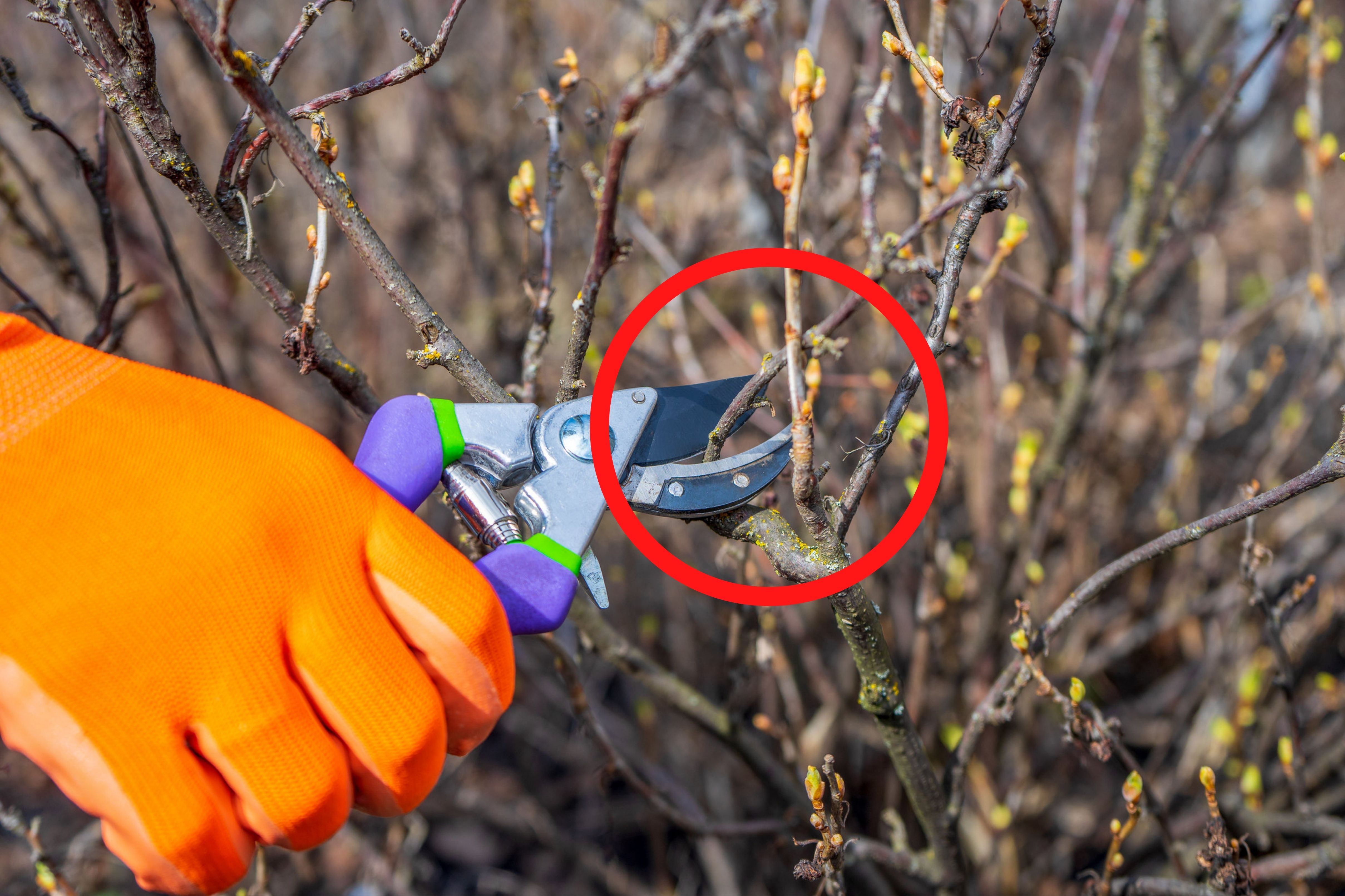 смородина куст. мульчирование крыжовника. прополка смородины. уход за смородиной весной. весенняя обрезка смородины ранней весной.
