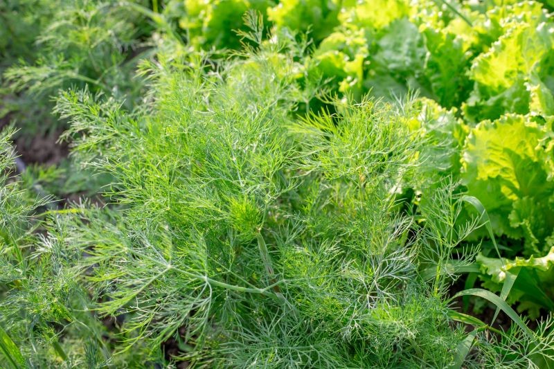 Jak przygotować grządkę pod koper ozimy? 