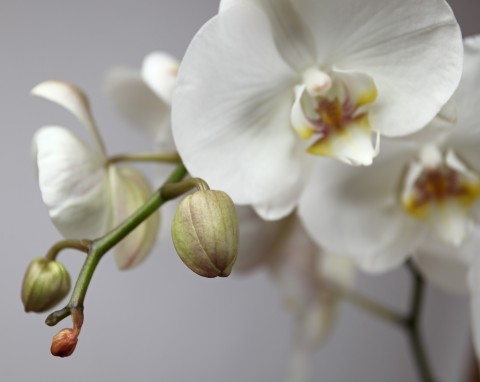 Nawozy ze sklepu palą korzenie storczyków. Domowa odżywka sprawdzi się lepiej