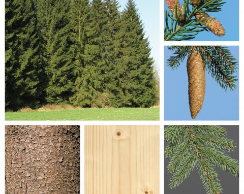 Świerk pospolity (Picea abies)