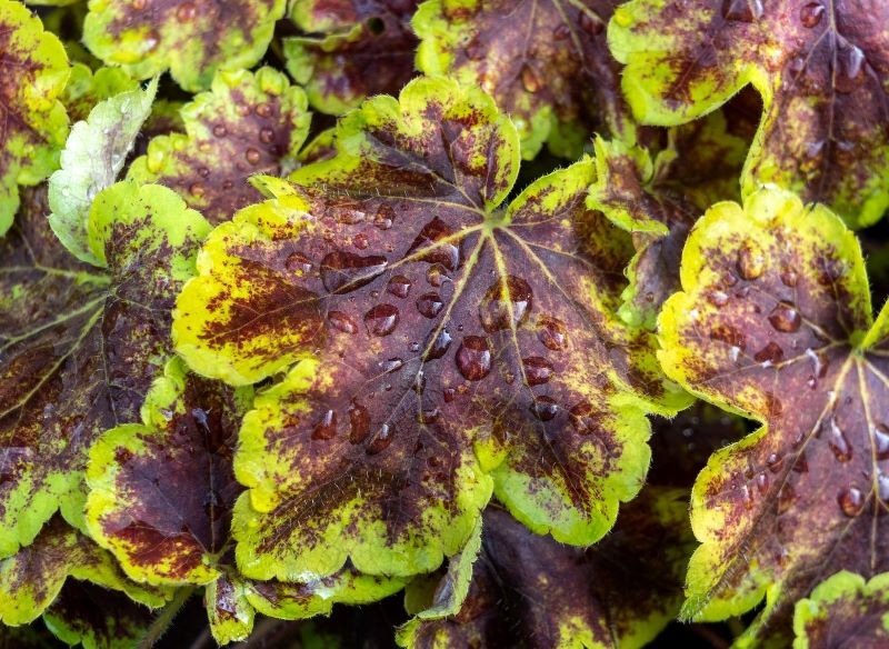 Dla żuraweczek warto wybrać cieniste stanowisko, aby ich liście były pięknie wybarwione.