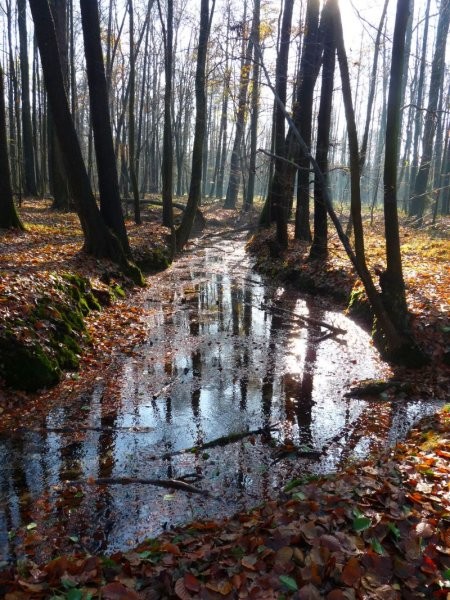 Pozostałe, W środku jesiennego lasu