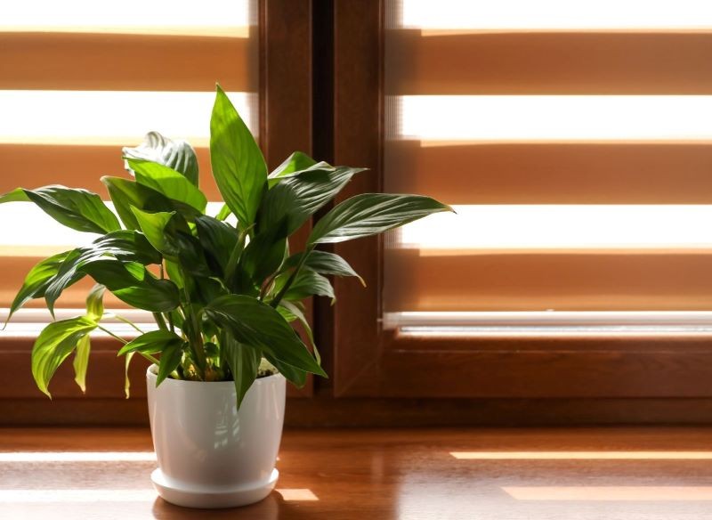 Skrzydłokwiat nie zakwitnie w cieniu.