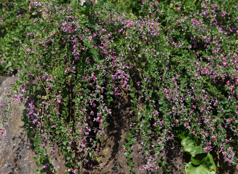 lespedeza