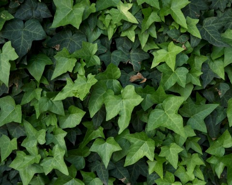 Bluszcz pospolity (Hedera helix)
