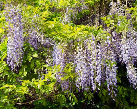 Dlaczego wisteria nie kwitnie? Sposoby na pobudzenie glicynii do kwitnięcia