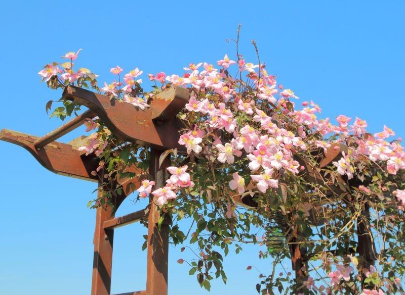 Większość powojników montana kwitnie na jasnoróżowy kolor.