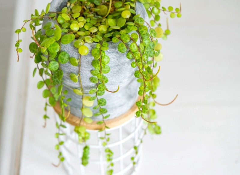 peperomia prostrata