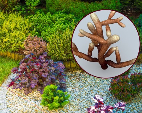 Mikoryza – czy warto ją stosować w ogrodzie?