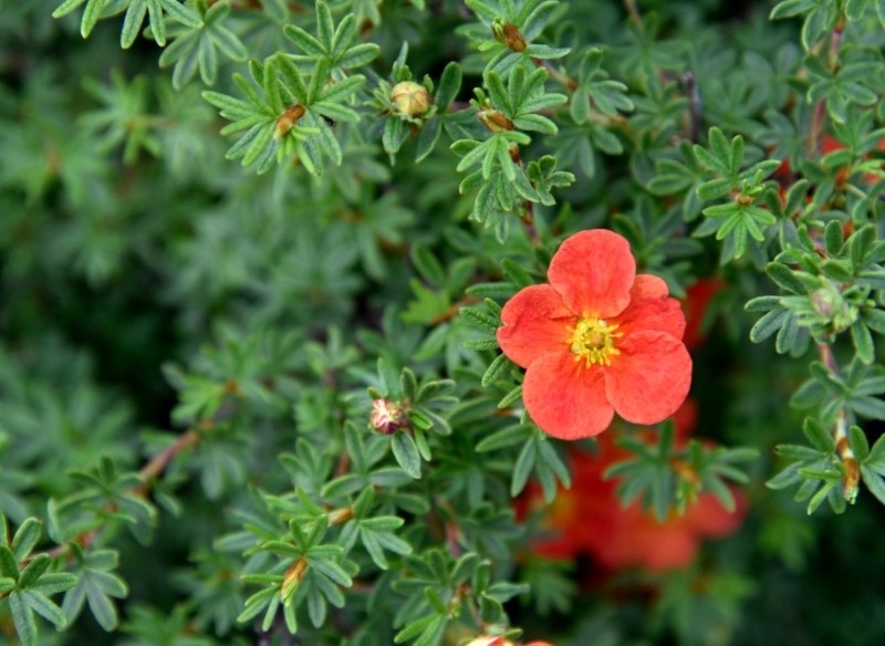 kiedy ciąć pięciornik krzewiasty