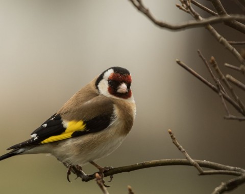 Szczygieł przyleci do karmnika i będzie wracał. Uwielbia ten rodzaj ziarna