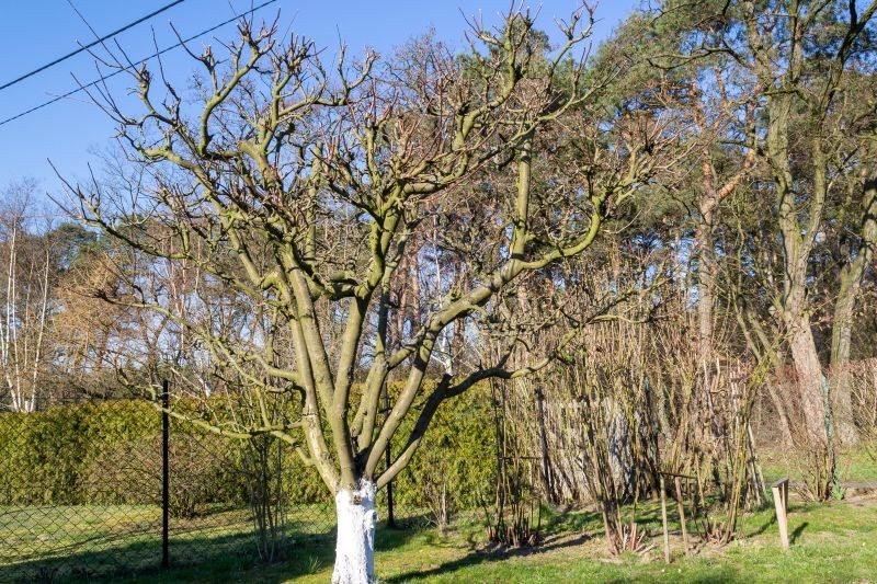 Luty to dobry miesiąc na przycięcie jabłoni.