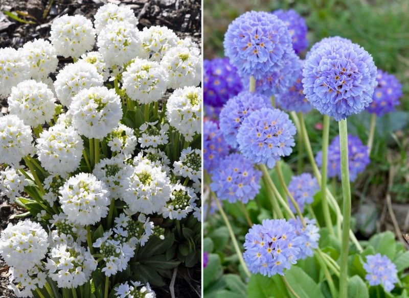 pierwiosnek ząbkowany