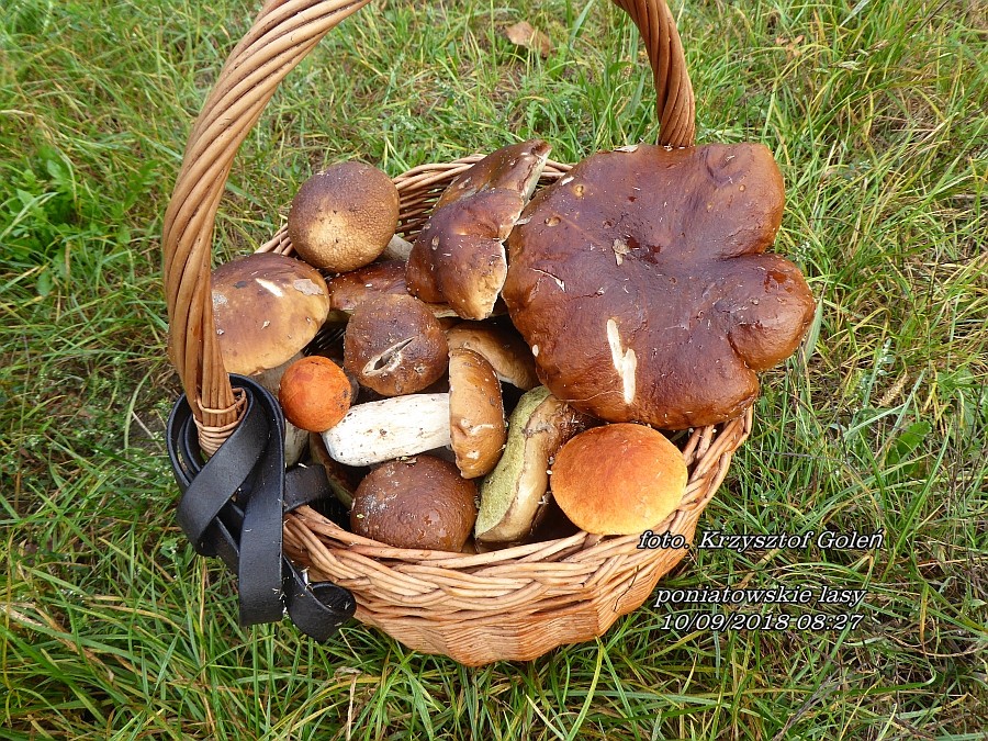 Leśne klimaty, Poniatowa grzyby - Poniatowa grzyby - foto.Krzysztof Goleń