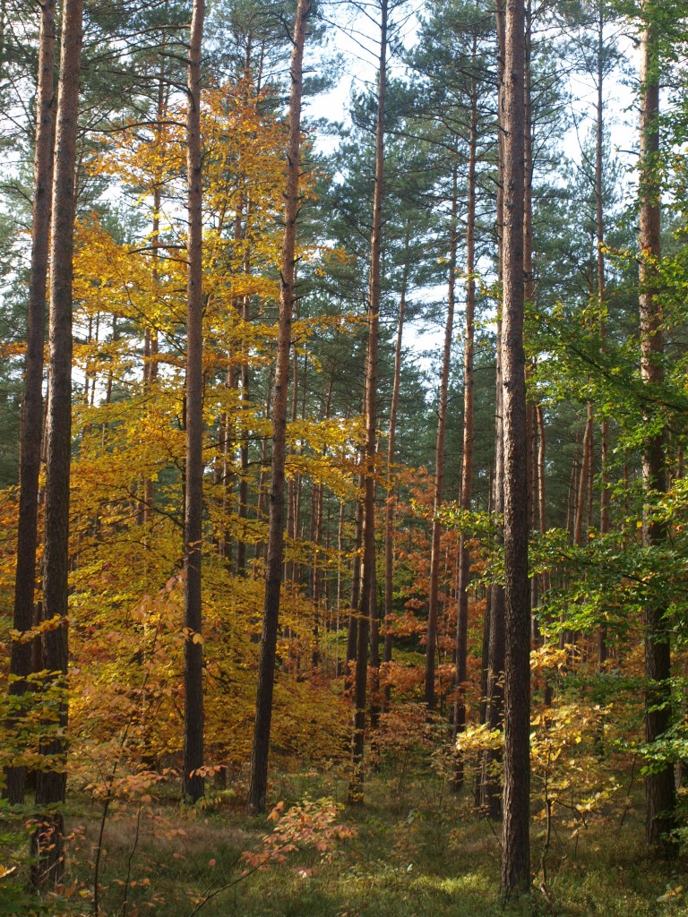 Pozostałe, Liście