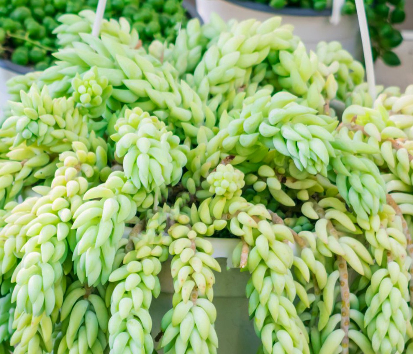 Rozchodnik Morgana liście