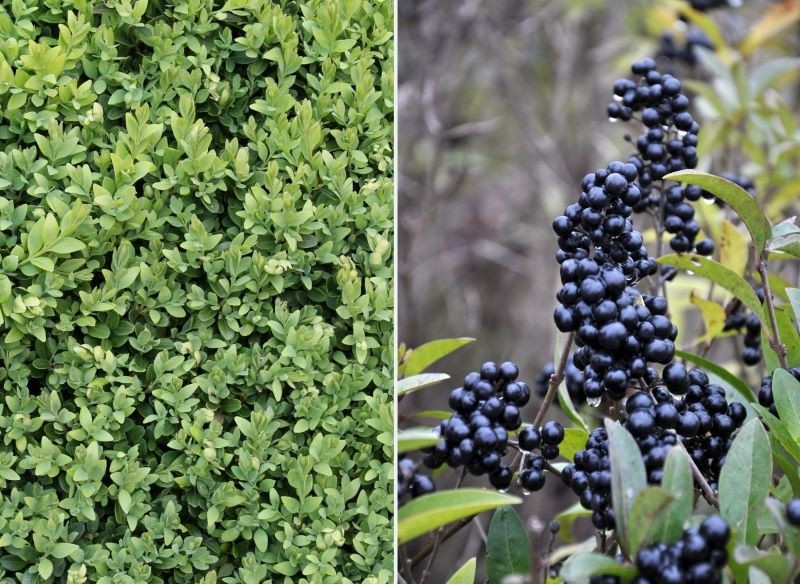 Bukszpan i ligustr idealnie nadają się na żywopłot.