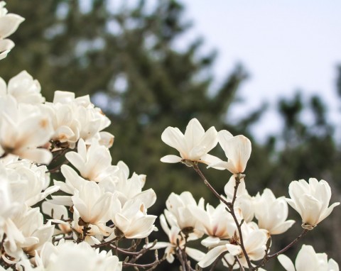 Magnolia japońska (Magnolia kobus)