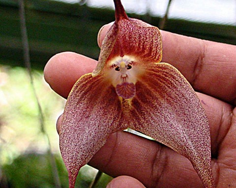 Małpi storczyk - ten kwiat przypomina małpią mordkę