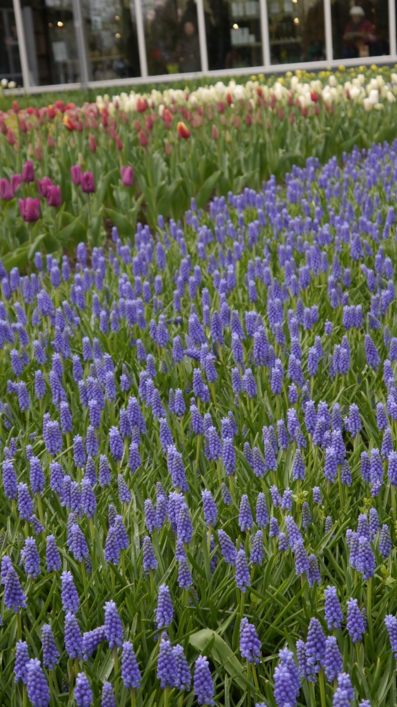 Pozostałe, Keukenhof