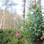 Pozostałe, Obrazki z listopadowego lasku :) - Fuksje jak na koniec listopada w świetnej kondycji :) -zostawiłam jedną ogromną wiszącą donicę w ogrodzie ,ciekawa co z niej zostanie do wiosny 