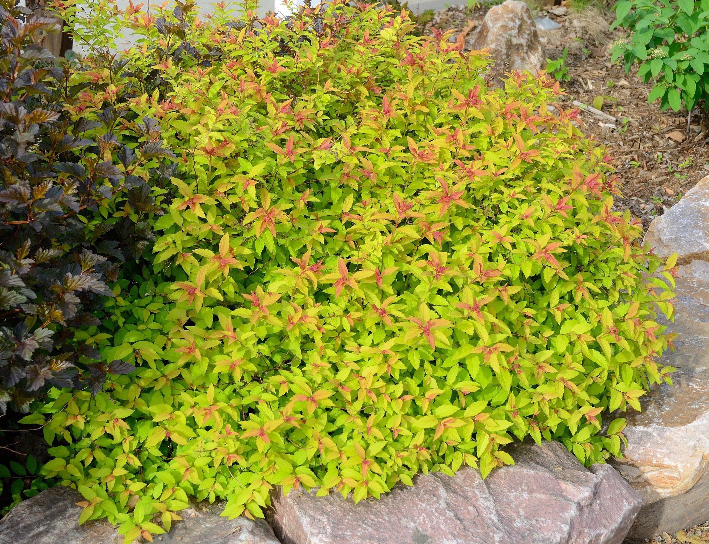 spirea Goldflame