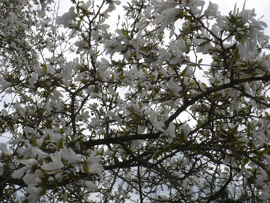 Pozostałe, Czas na majówkę ..........i..........czas na magnolie .......... - .................i magnolia...............w pełni kwitnienia................