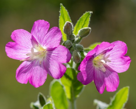 Wierzbownica kosmata (Epilobium hirsutum)