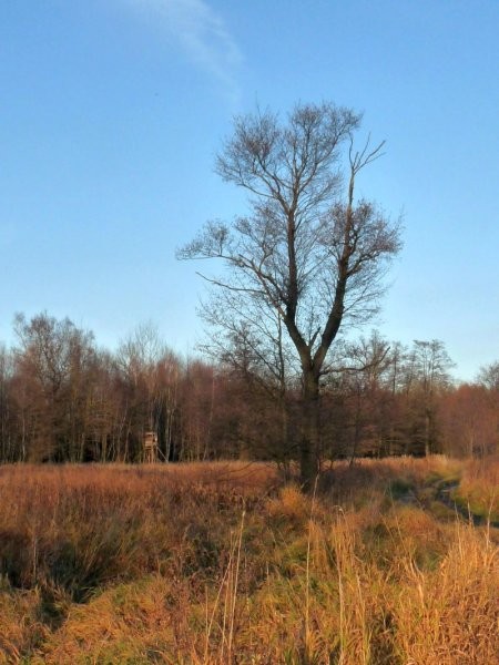 Rośliny, Łąki za wsią